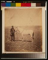 Captain Staunton [i.e., Stanton], Royal Engineers