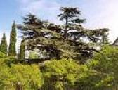        :GreenSky