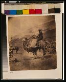 Dromedary