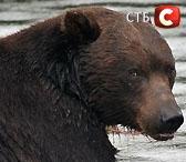        :voleg